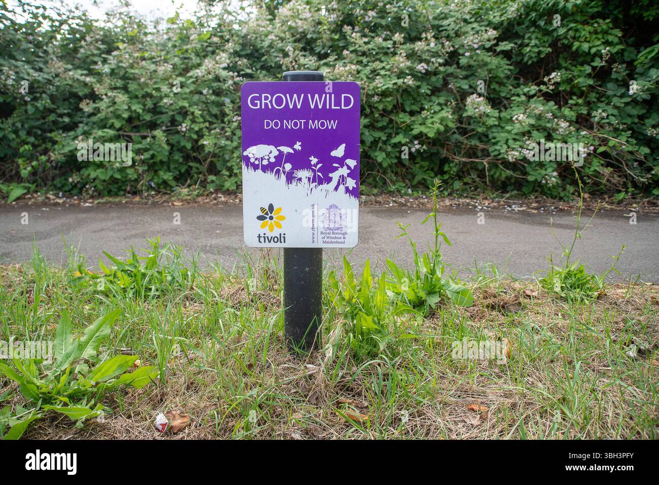 Eton, Windsor, Berkshire, Großbritannien. Juni 2025. Obwohl an einigen Rändern in Eton, Windsor, Berkshire von den Royal Borough of Windsor & Maidenhead und Tivoli Schilder installiert wurden, werden die Schilder von RBWM-Bauunternehmen ignoriert, was bedeutet, dass es in diesem Frühjahr und Sommer keine Wildblumen an den Rändern für Bestäuber gibt. Quelle: Maureen McLean/Alamy Live News Stockfoto