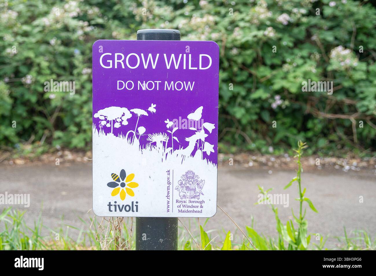 Eton, Windsor, Berkshire, Großbritannien. Juni 2025. Obwohl an einigen Rändern in Eton, Windsor, Berkshire von den Royal Borough of Windsor & Maidenhead und Tivoli Schilder installiert wurden, werden die Schilder von RBWM-Bauunternehmen ignoriert, was bedeutet, dass es in diesem Frühjahr und Sommer keine Wildblumen an den Rändern für Bestäuber gibt. Quelle: Maureen McLean/Alamy Live News Stockfoto