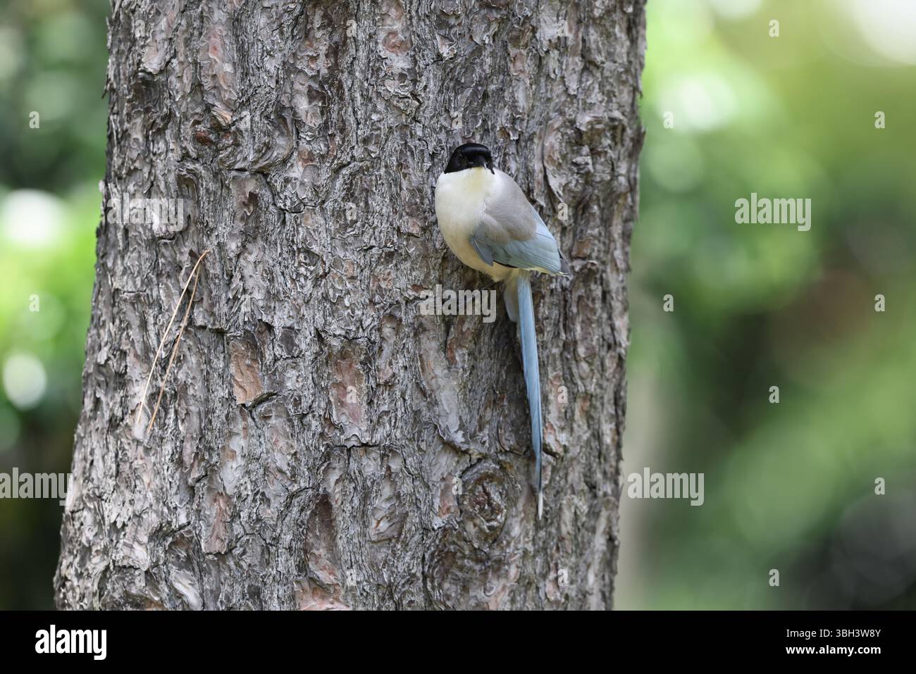 Azure-geflügelte Elster (Cyanopica cyanus) in Japan Stockfoto