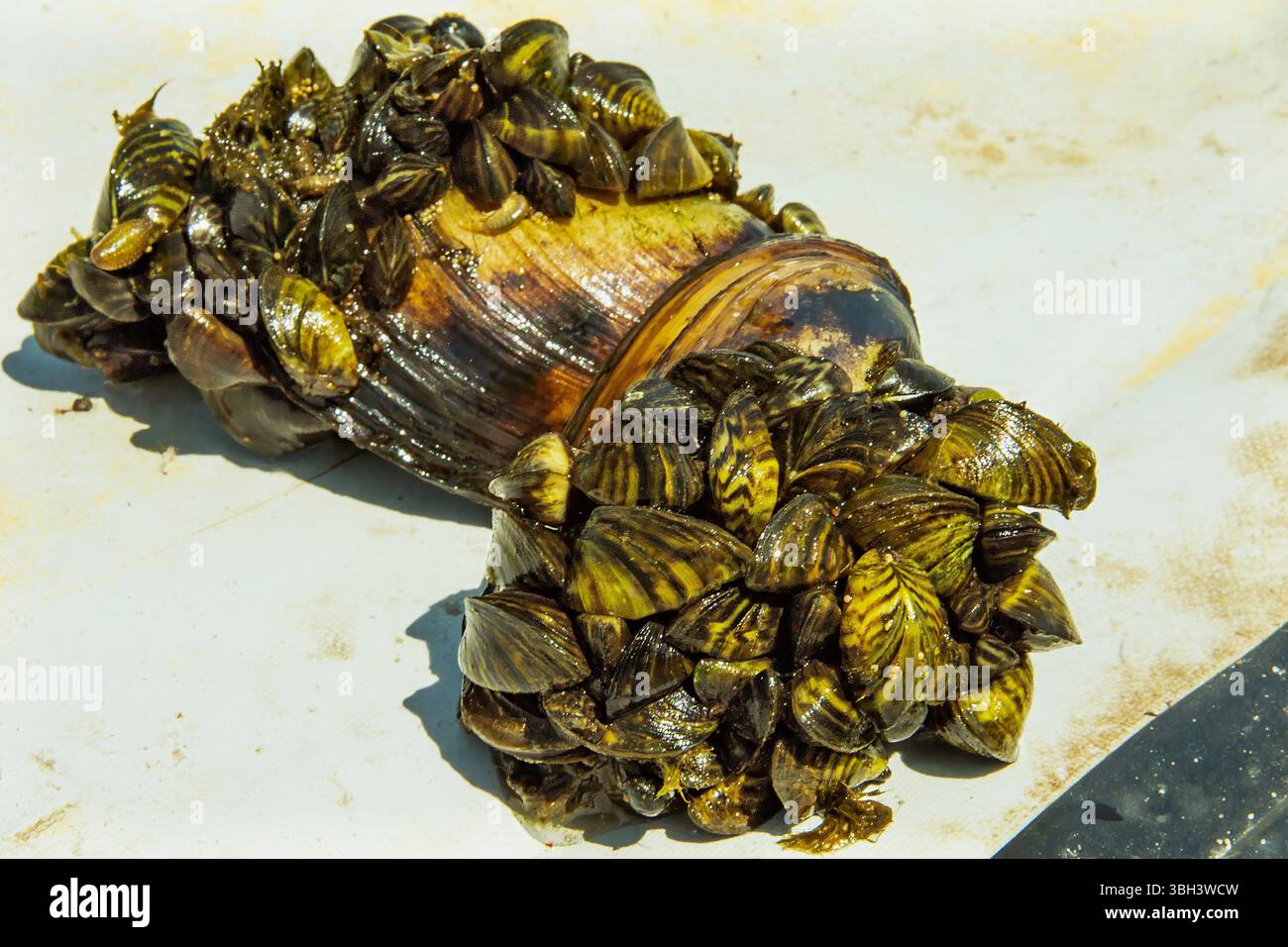 Nahaufnahme einer großen Süßwassermuschel, dicht besiedelt von invasiven Zebramuscheln. Das Konzept der ökologischen Probleme, der aquatischen Biodiversität und der Umwelt Stockfoto