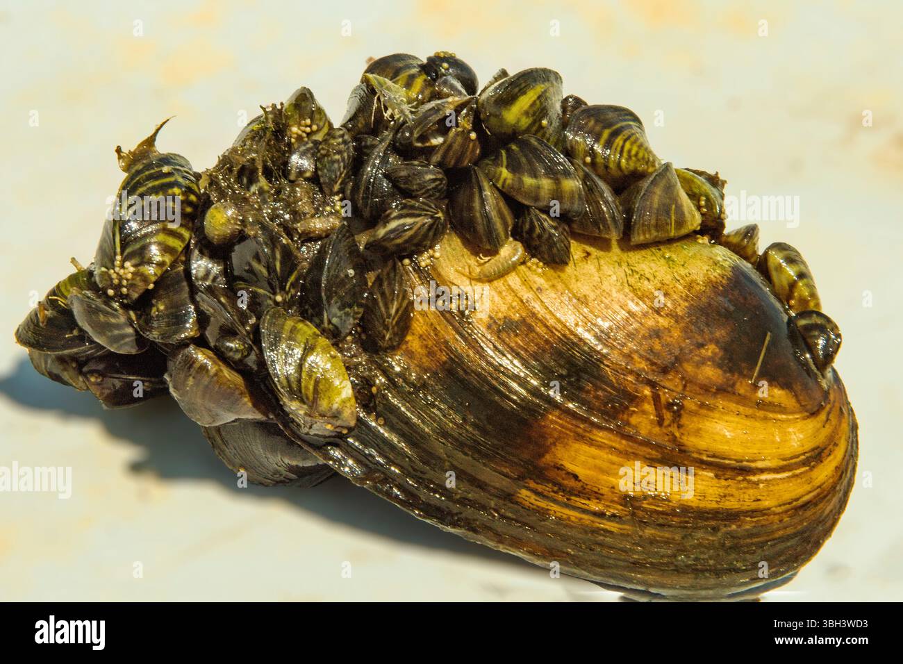 Nahaufnahme einer großen Süßwassermuschel, dicht besiedelt von invasiven Zebramuscheln. Das Konzept der ökologischen Probleme, der aquatischen Biodiversität und der Umwelt Stockfoto