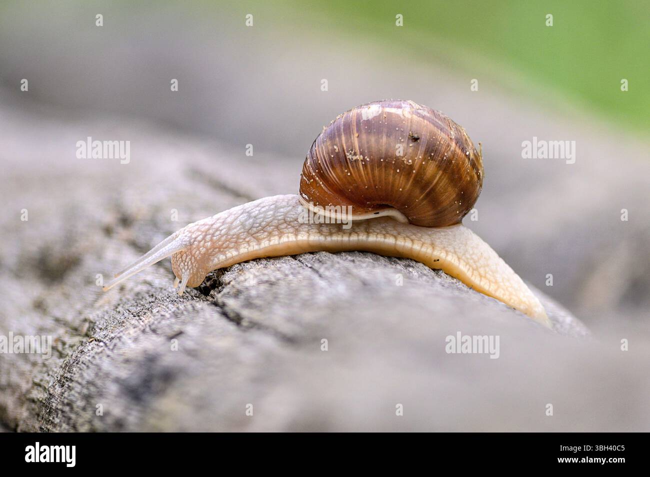 Römische Schnecke (Helix pomatia) aus Tiszaalpár, Ungarn. Stockfoto