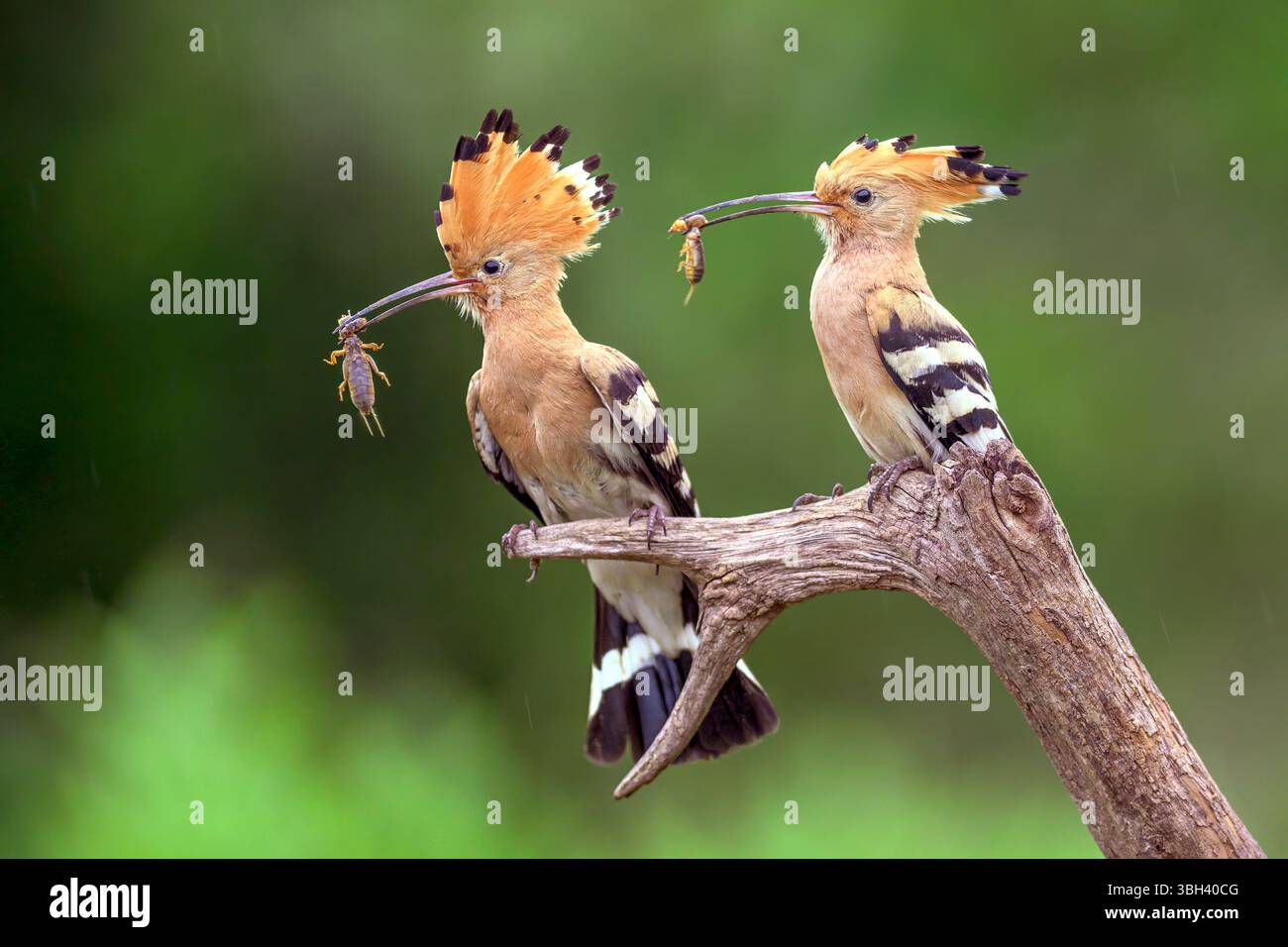 Ein Paar eurasischer Wiedehopf (Upupa epops), der ihre Küken mit Futter versorgt. Foto aus Tiszaalpár, Ungarn. Stockfoto
