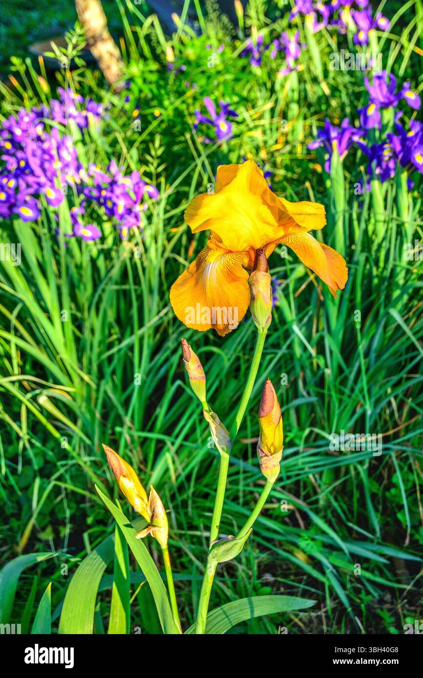 Gelb-orange Irisblume im Kräutergarten - Zentralfrankreich. Stockfoto