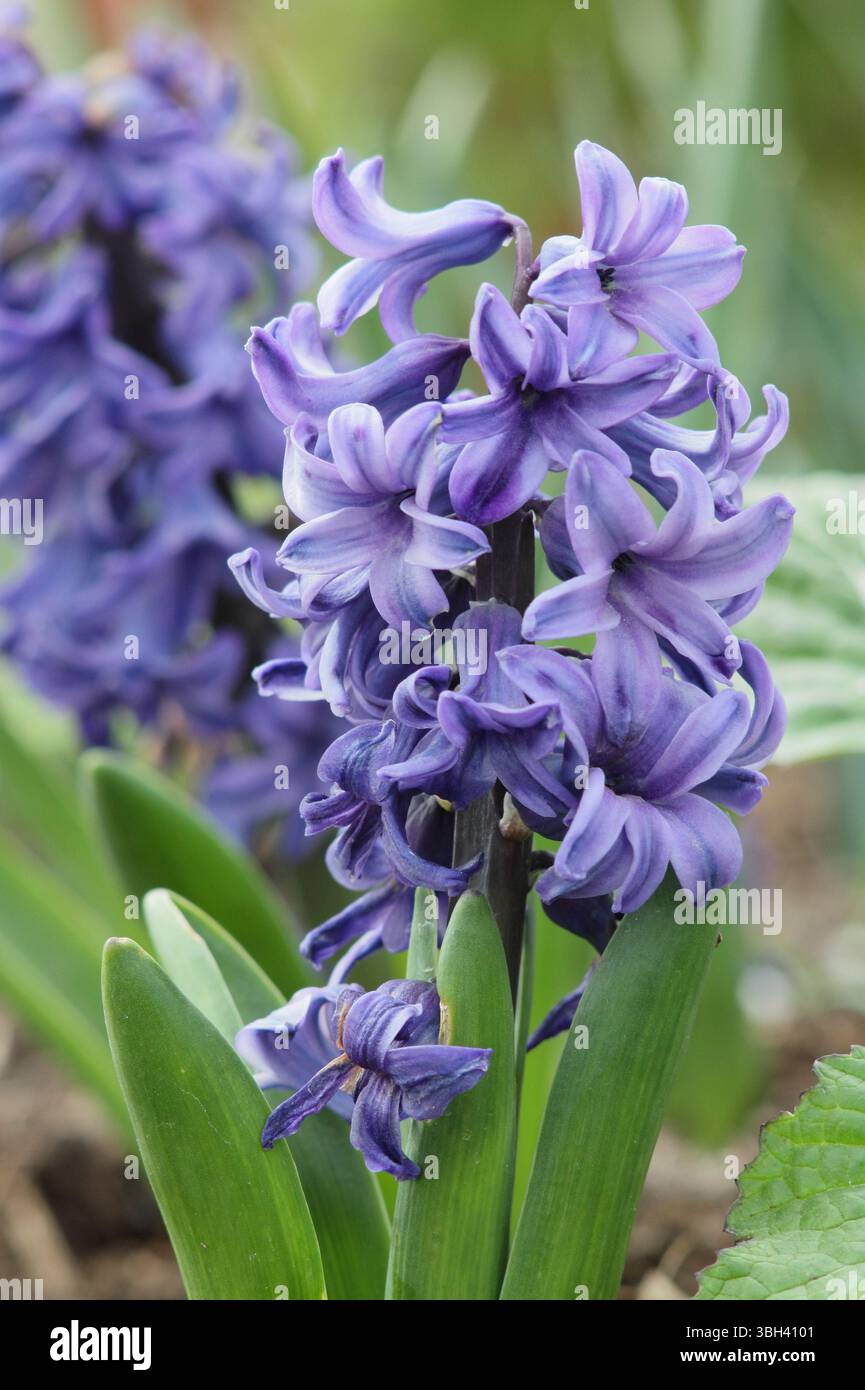 Hyacinthus orientalis „Delfter Blau“ Blütenspitze im April. Stockfoto