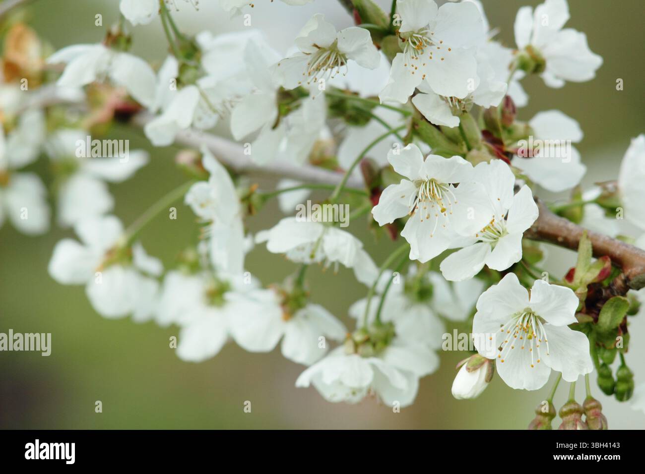 Frühlingsblüte. Kordia. Prunus avium Kordia. Frühlingsblüte von Süßkirsche, Prunus avium Kordia. UK Stockfoto