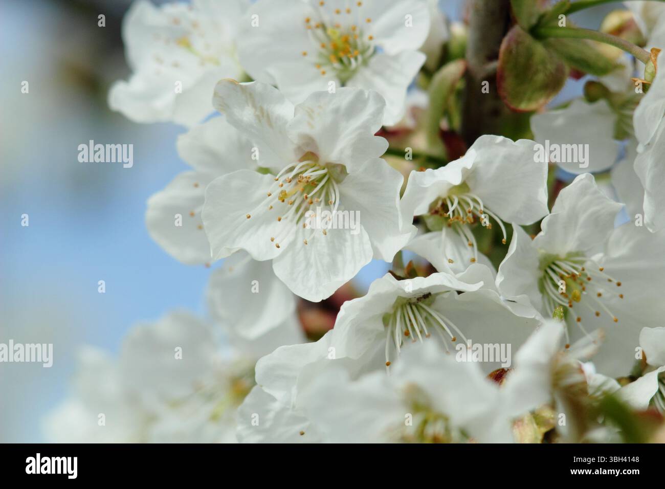 Frühlingsblüte. Kordia. Prunus avium Kordia. Frühlingsblüte von Süßkirsche, Prunus avium Kordia. UK Stockfoto