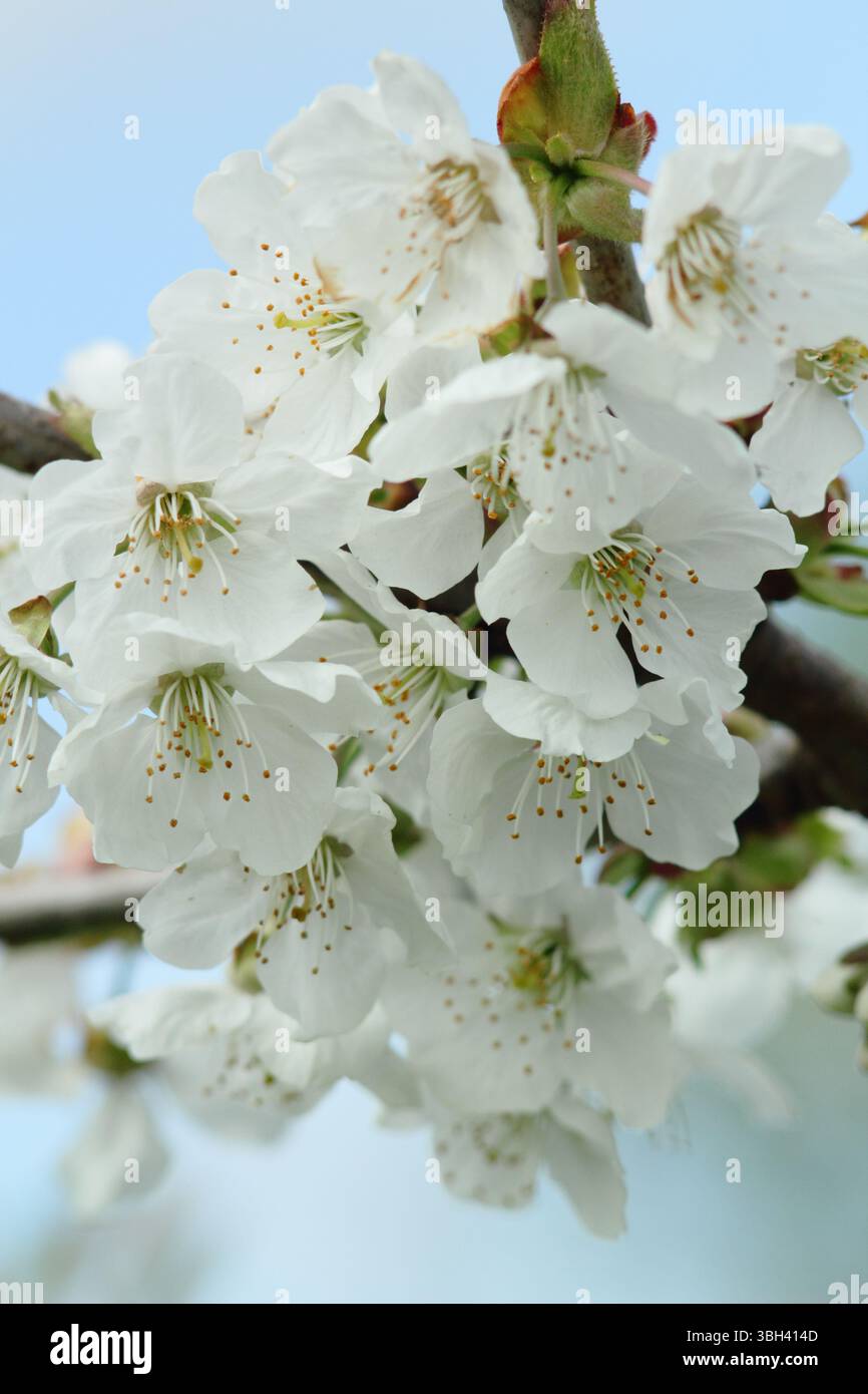 Frühlingsblüte. Kordia. Prunus avium Kordia. Frühlingsblüte von Süßkirsche, Prunus avium Kordia. UK Stockfoto