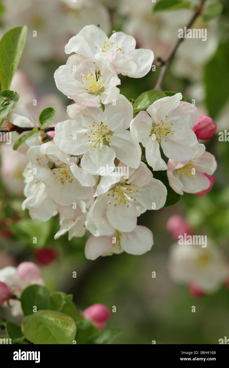 Frühlingsblüte von Malus Evereste. Der Apfelbaum der Zierkrabbe Malus Evereste blüht im April. UK Stockfoto