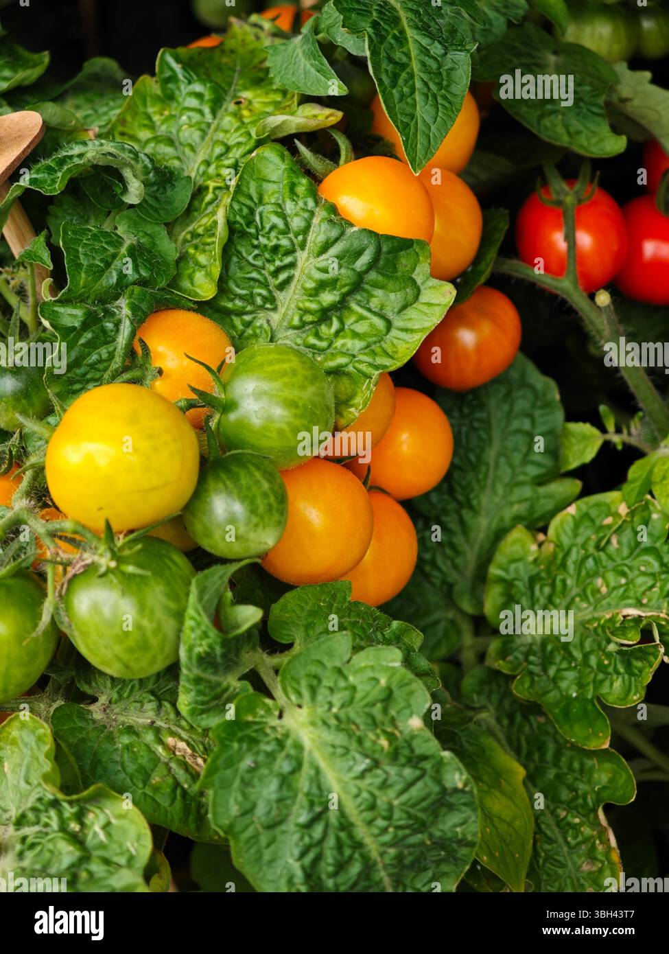 Eine lebhafte Gruppe von Kirschtomaten in verschiedenen Reifestadien zeigt Grün-, Gelb- und Rottöne. Das Laub ist üppig und spiegelt eine Heilung wider Stockfoto