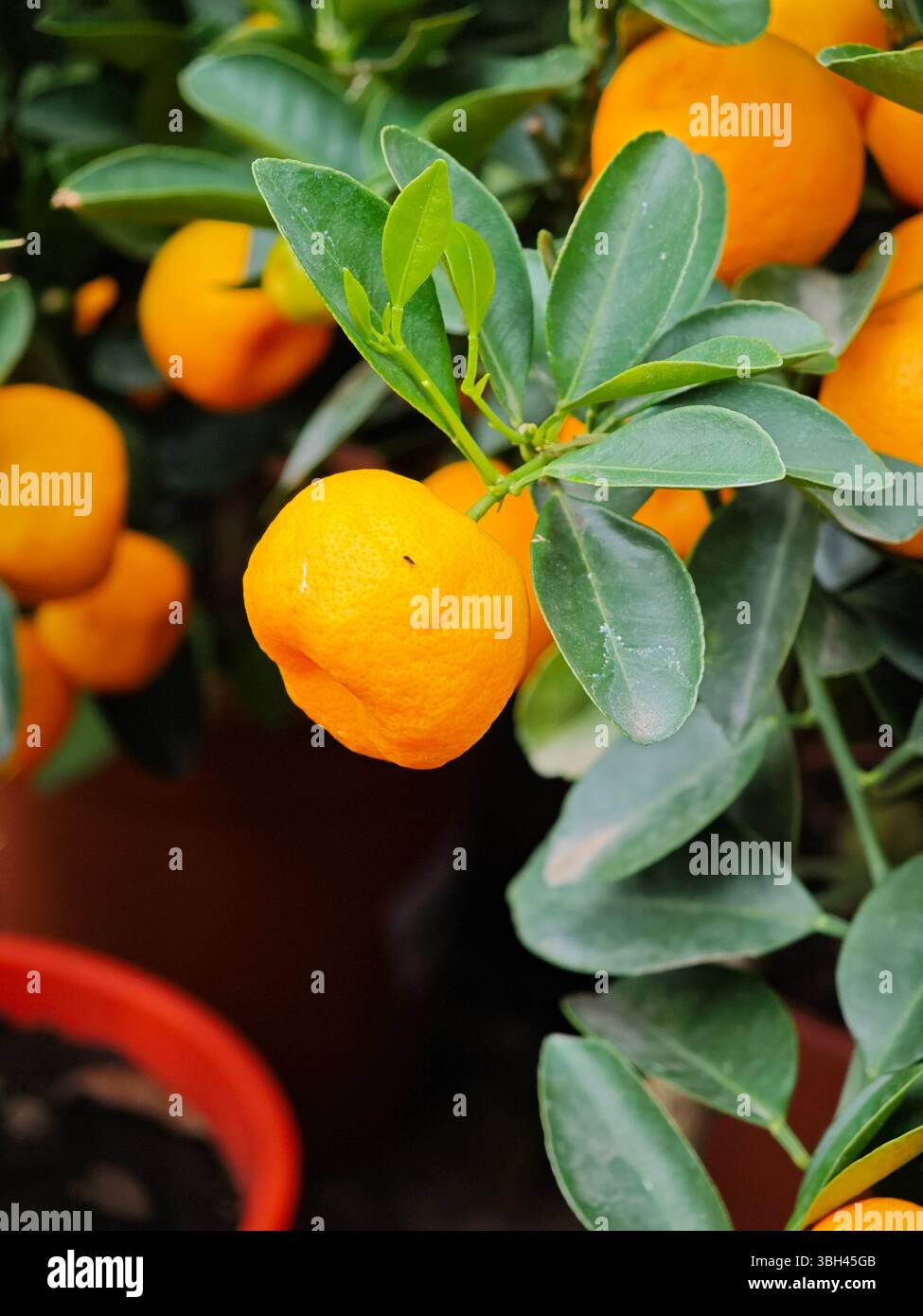 Kleine, runde Orangenfrüchte hängen in einem gepflegten Garten von grünen Zweigen. Die Pflanzen sind gesund und voller Leben, mit satten Farben unter nat Stockfoto