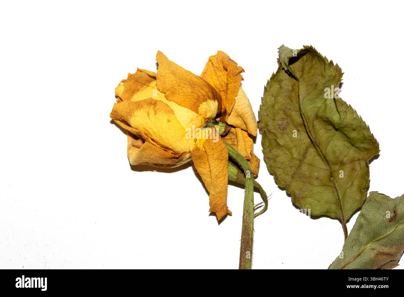 Nahaufnahme von toten getrockneten gelben und roten Rosenblüten auf weißem Hintergrund Stockfoto