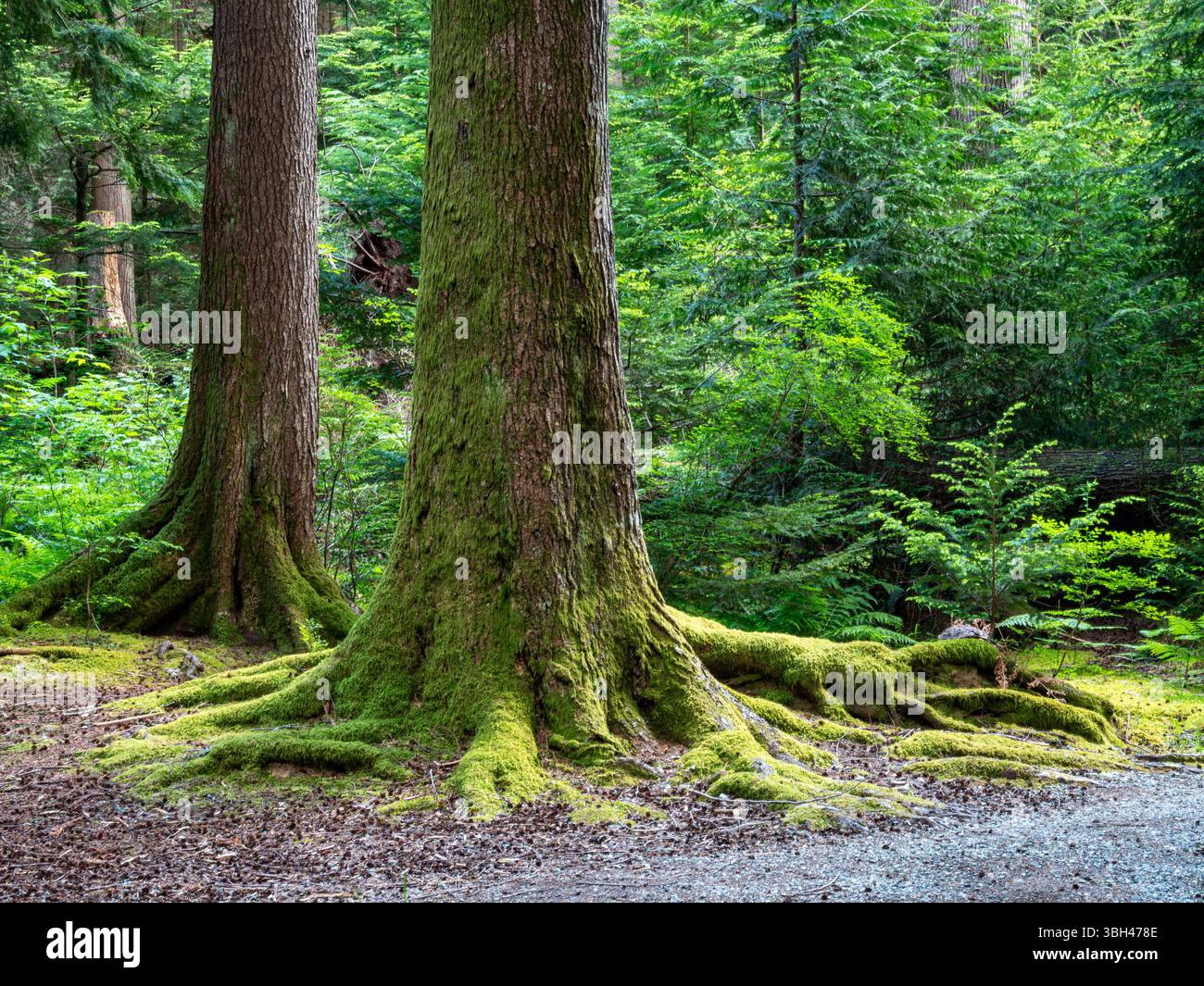 BC00838-00...BRITISH COLUMBIA - moosbedeckte Wurzeln großer Bäume entlang des Hauptwegs durch den Stawamus Chief Provincial Park in der Nähe von Squamish. Stockfoto