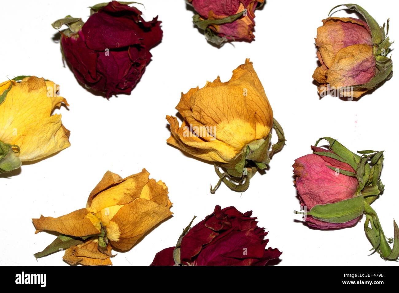Nahaufnahme von toten getrockneten gelben und roten Rosenblüten auf weißem Hintergrund Stockfoto