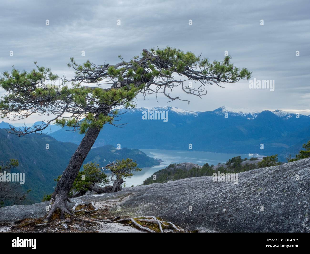 BC00847-00...BRITISH COLUMBIA - Bäume wachsen auf der Granitkuppel auf Peak 3, dem Gipfel des Stawamus Chief. Stockfoto