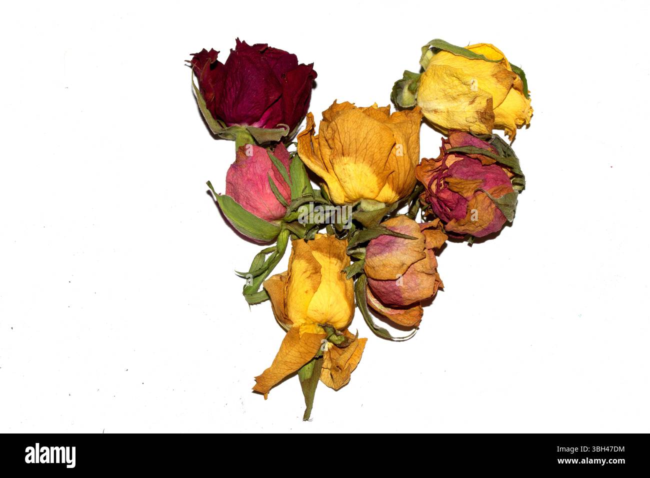 Nahaufnahme von toten getrockneten gelben und roten Rosenblüten auf weißem Hintergrund Stockfoto