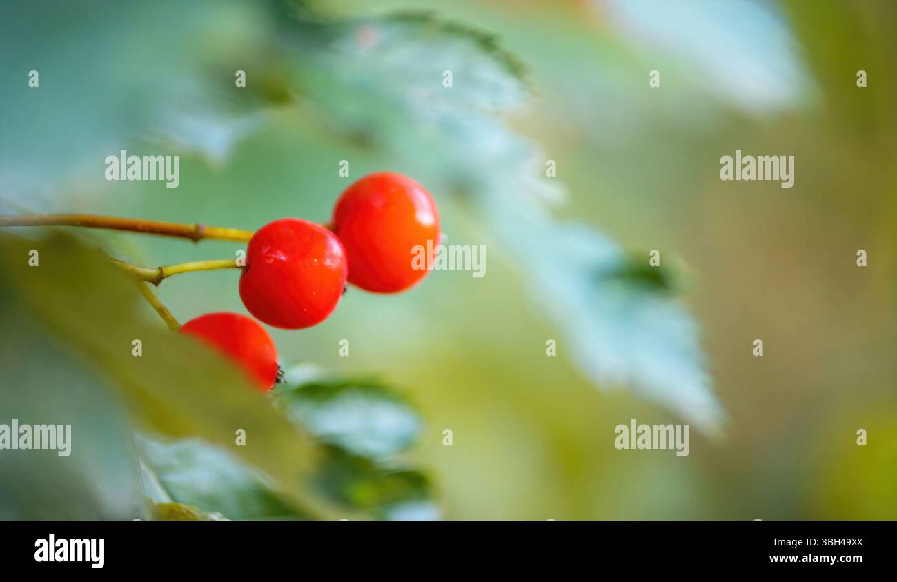 Drei rot-orangene vogelbeeren zwischen Herbstlaub auf einem Baum Stockfoto