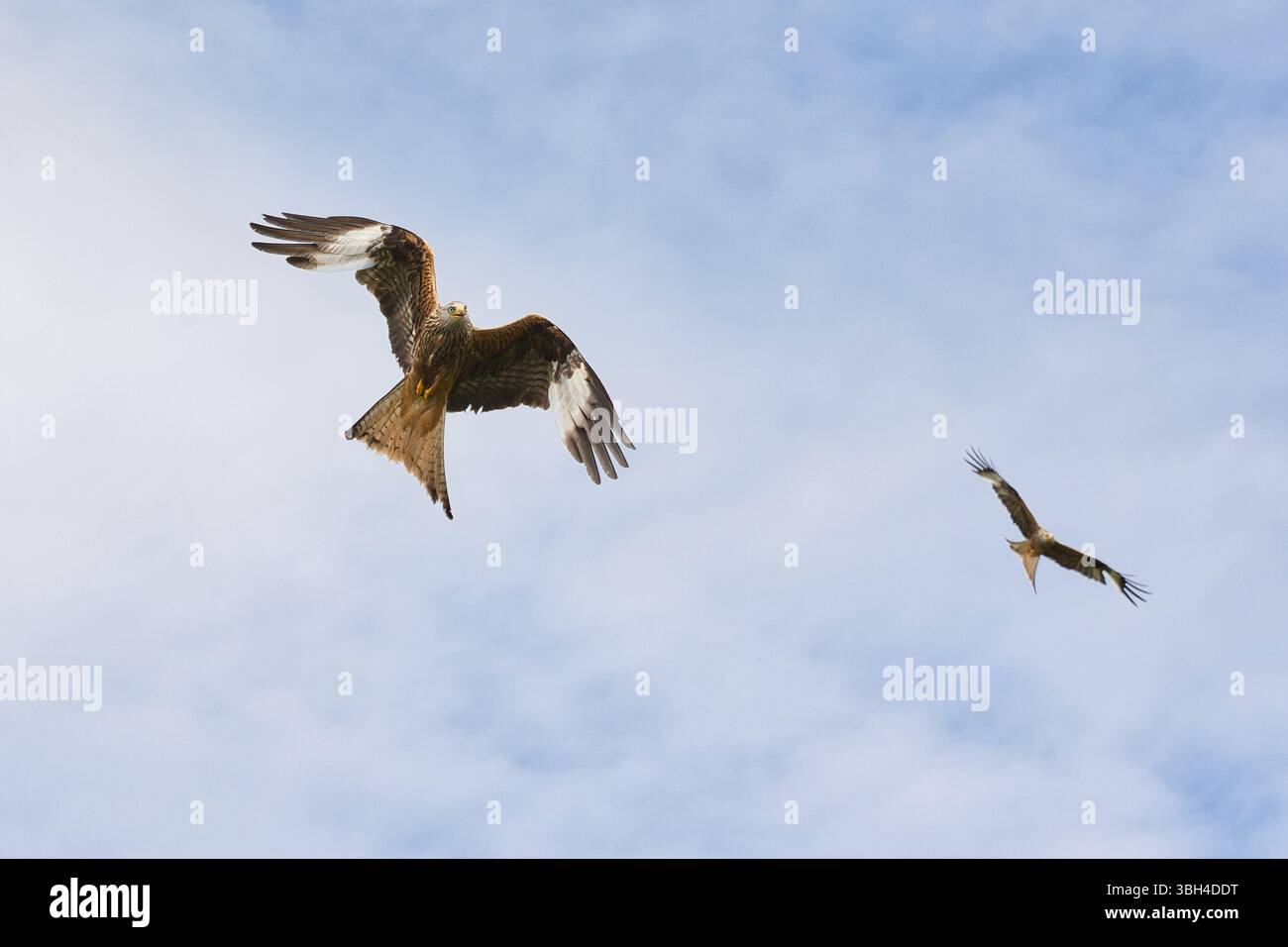 Zwei rote Drachen auf dem Weg. Stockfoto