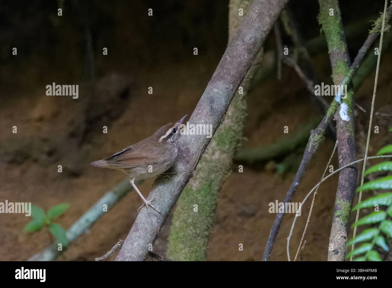 Asiatischer Stachelschwanz (Urosphena squameiceps), gesehen in Dosdewa in Karimganj, Assam, Indien Stockfoto
