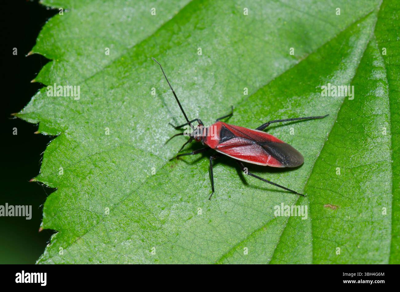 Pflanzenkäfer, Lopidea sp. Stockfoto