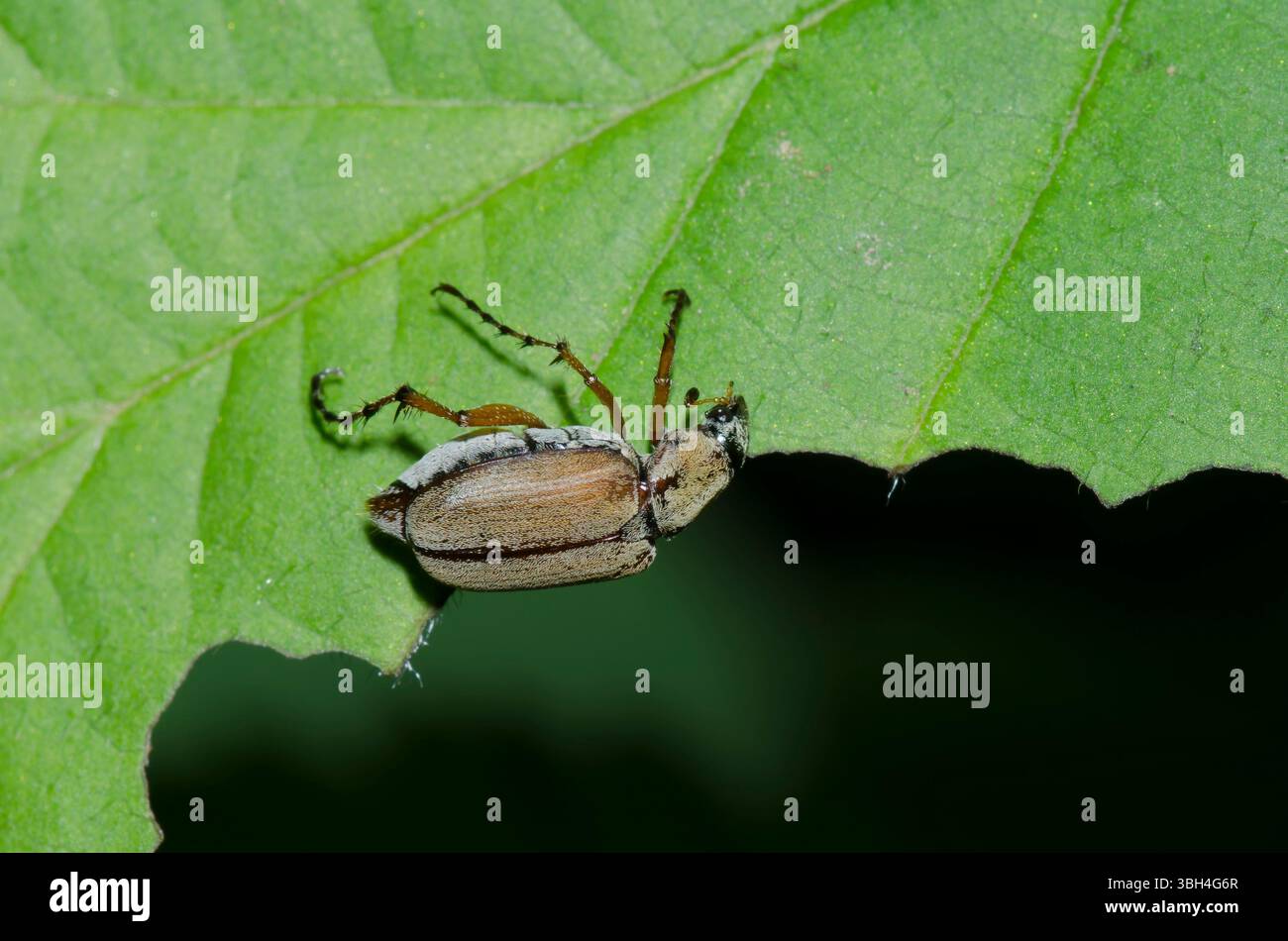 Rose Chafer, Macrodactylus sp. Stockfoto