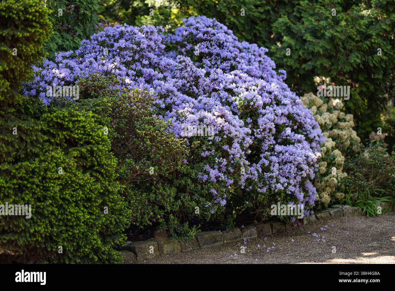 rhododendron bloombux kugel Buchsbaum-Ersatz 'Nugget by Bloombux®', 10er Set kaufen – Mein schöner  Garten Shop