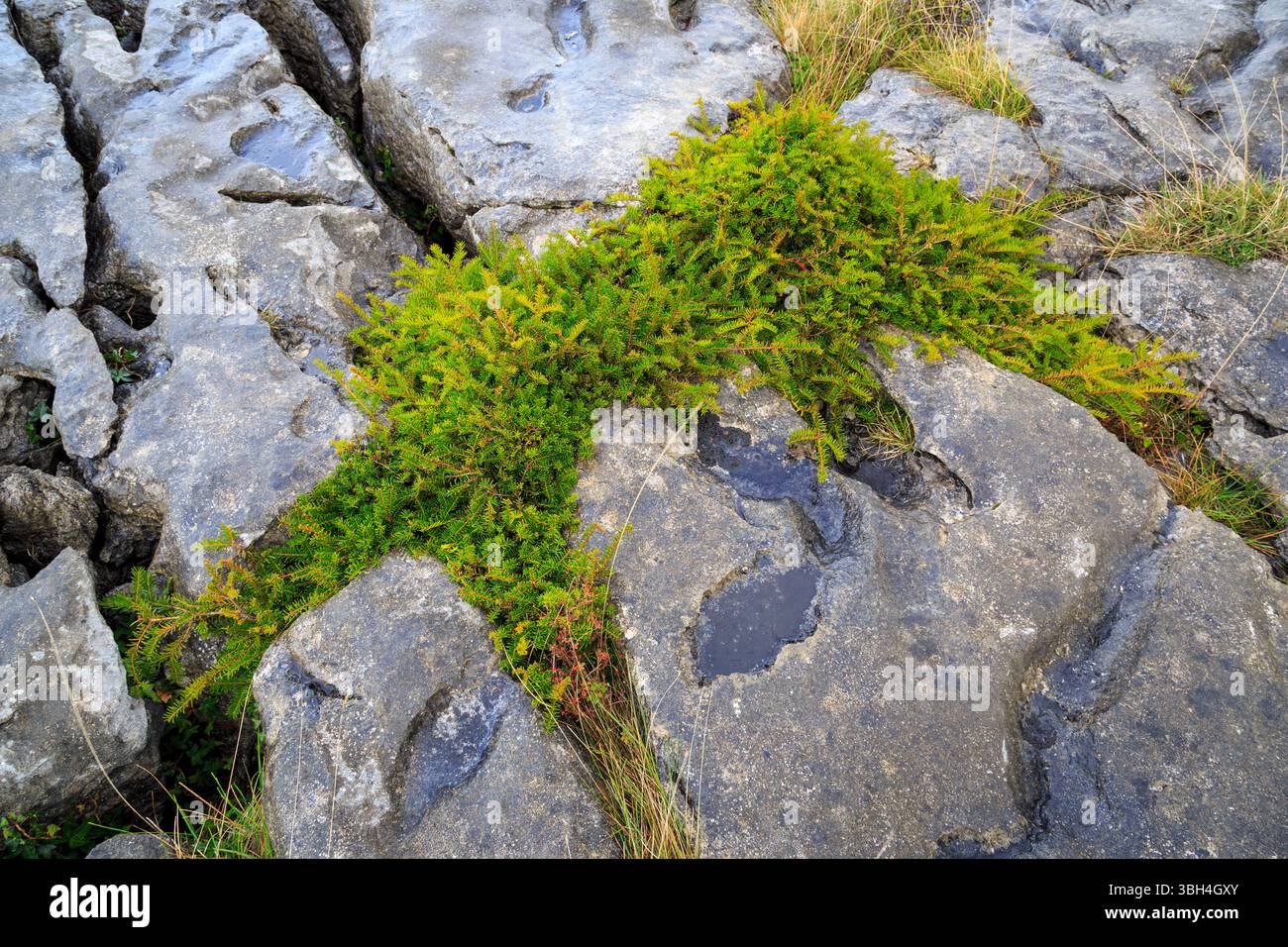 Pflanzen, die in Rissen in den Felsen wachsen, The Burren, Co. Clare, Irland Stockfoto