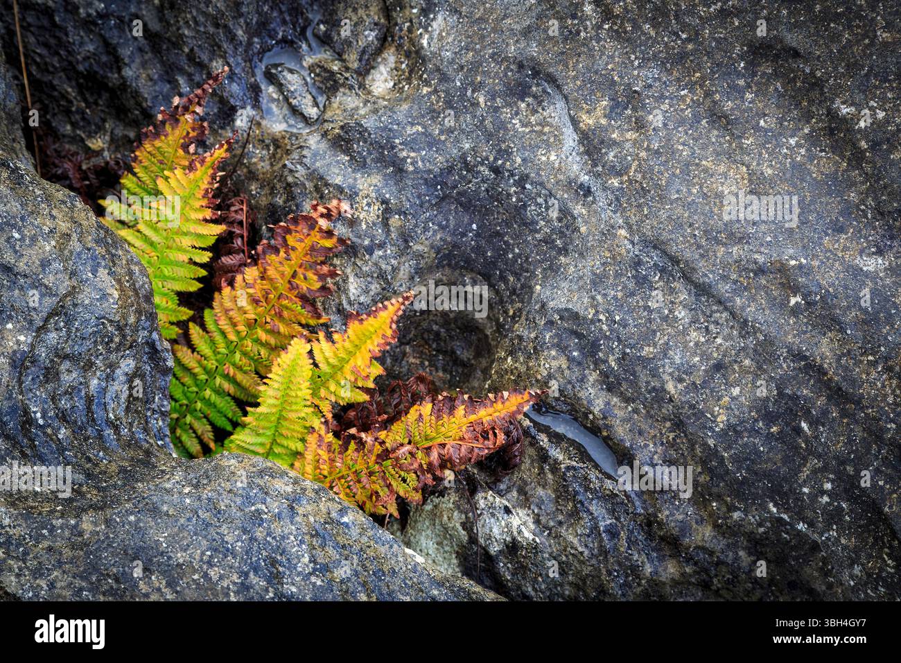 Bracken wächst in Rissen in den Felsen, The Burren, Co. Clare, Irland Stockfoto