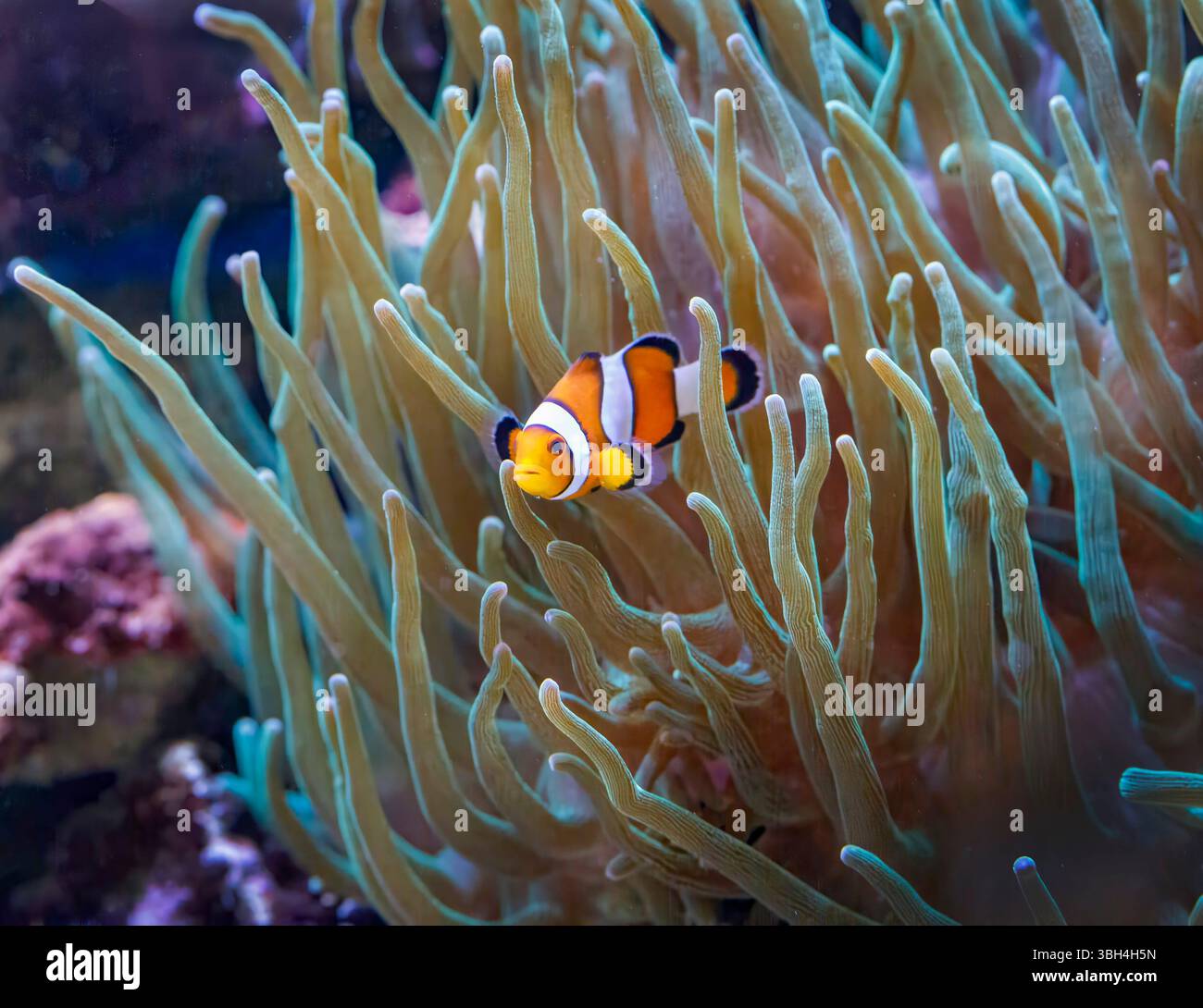 Clownfisch, Amphiprion ocellaris, in Blasenspitzenanemon Entacmaea quadricolor Stockfoto