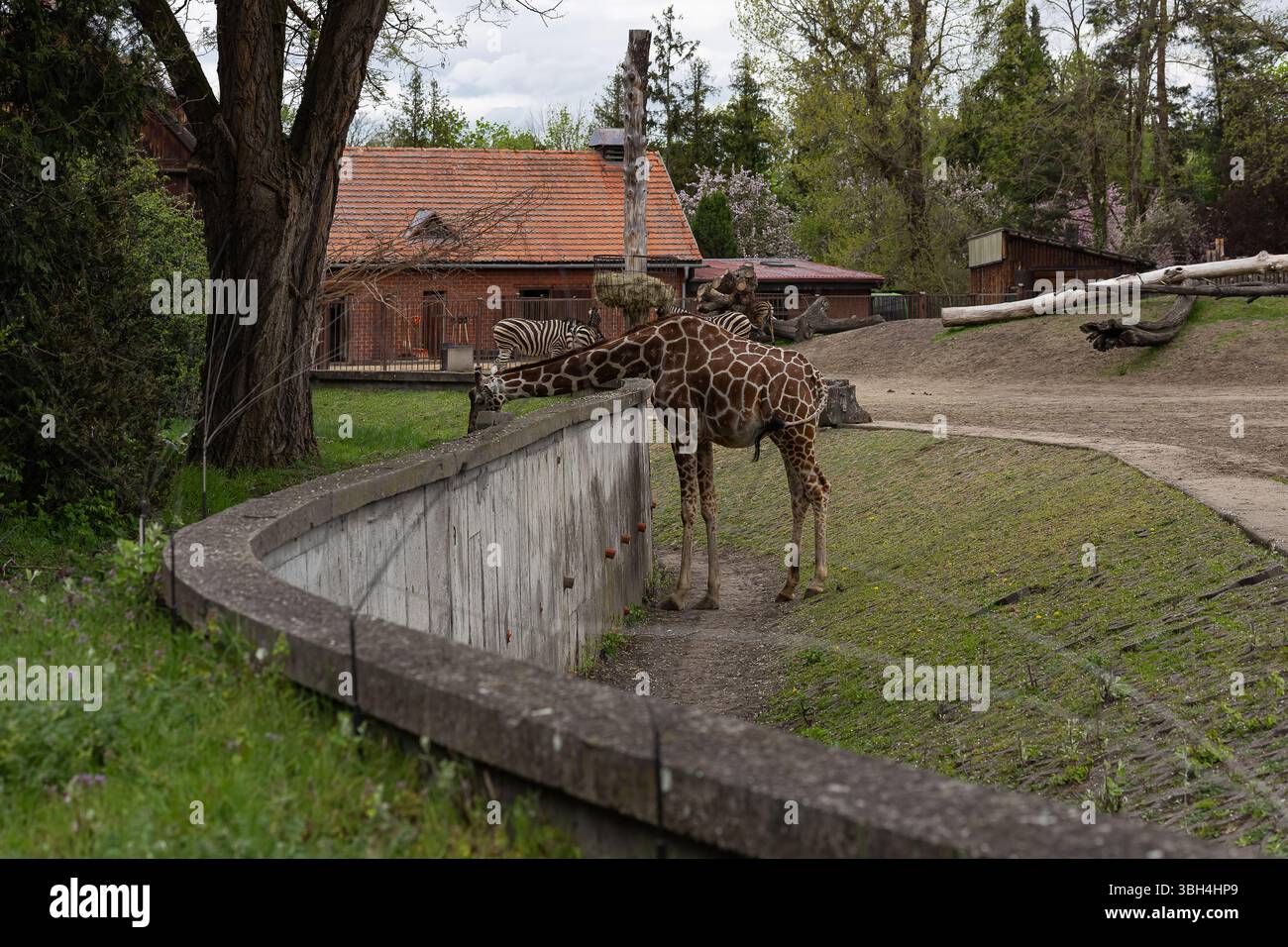 Giraffen und Zebras interagieren in der Nähe des Gehäuses im Stadtzoo. Tiererziehung für Kinder, Biodiversitätsbewusstsein und Lernen von Tieren im Freien Stockfoto