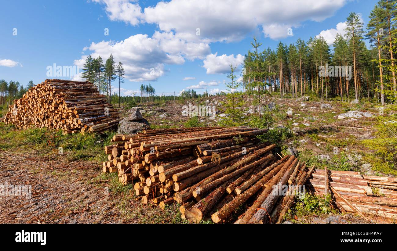 Holzschnitt des Kiefernwaldes (pinus sylvestris) und des Kiefernholzes in Finnland Stockfoto