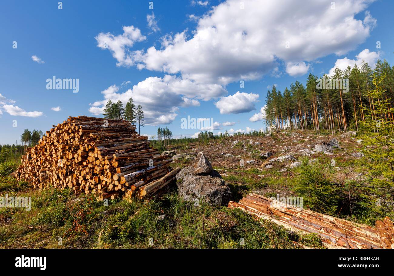 Holzschnitt des Kiefernwaldes (pinus sylvestris) und des Kiefernholzes in Finnland Stockfoto