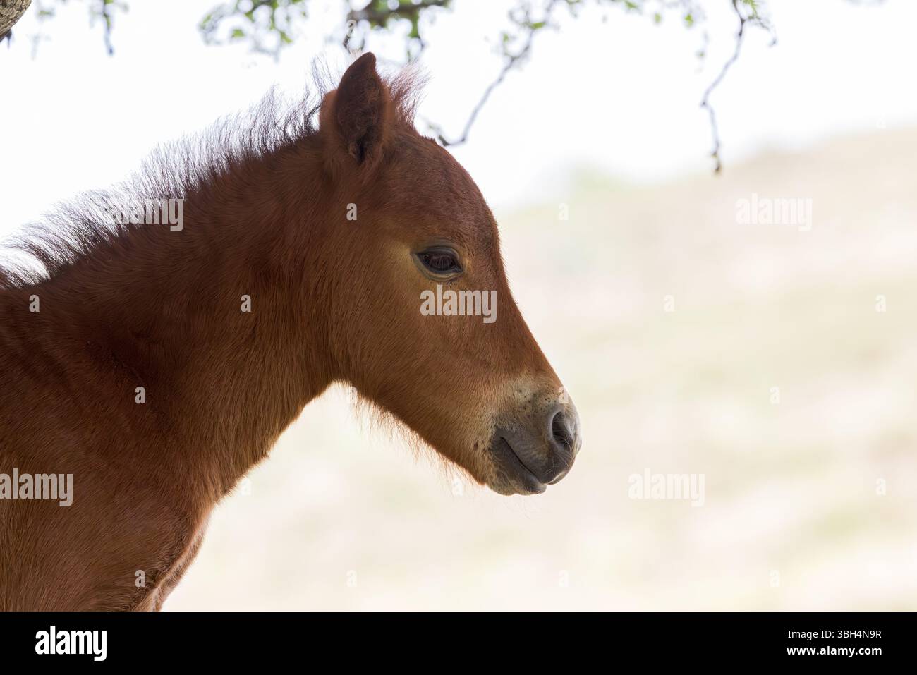 Junges Pony auf Dartmoor, Devon, Großbritannien Stockfoto