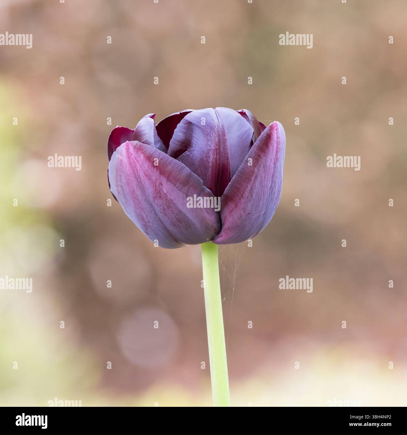 Dunkelrote Tulpenblüte mit unscharfen Bokeh-Highlights im Hintergrund Stockfoto