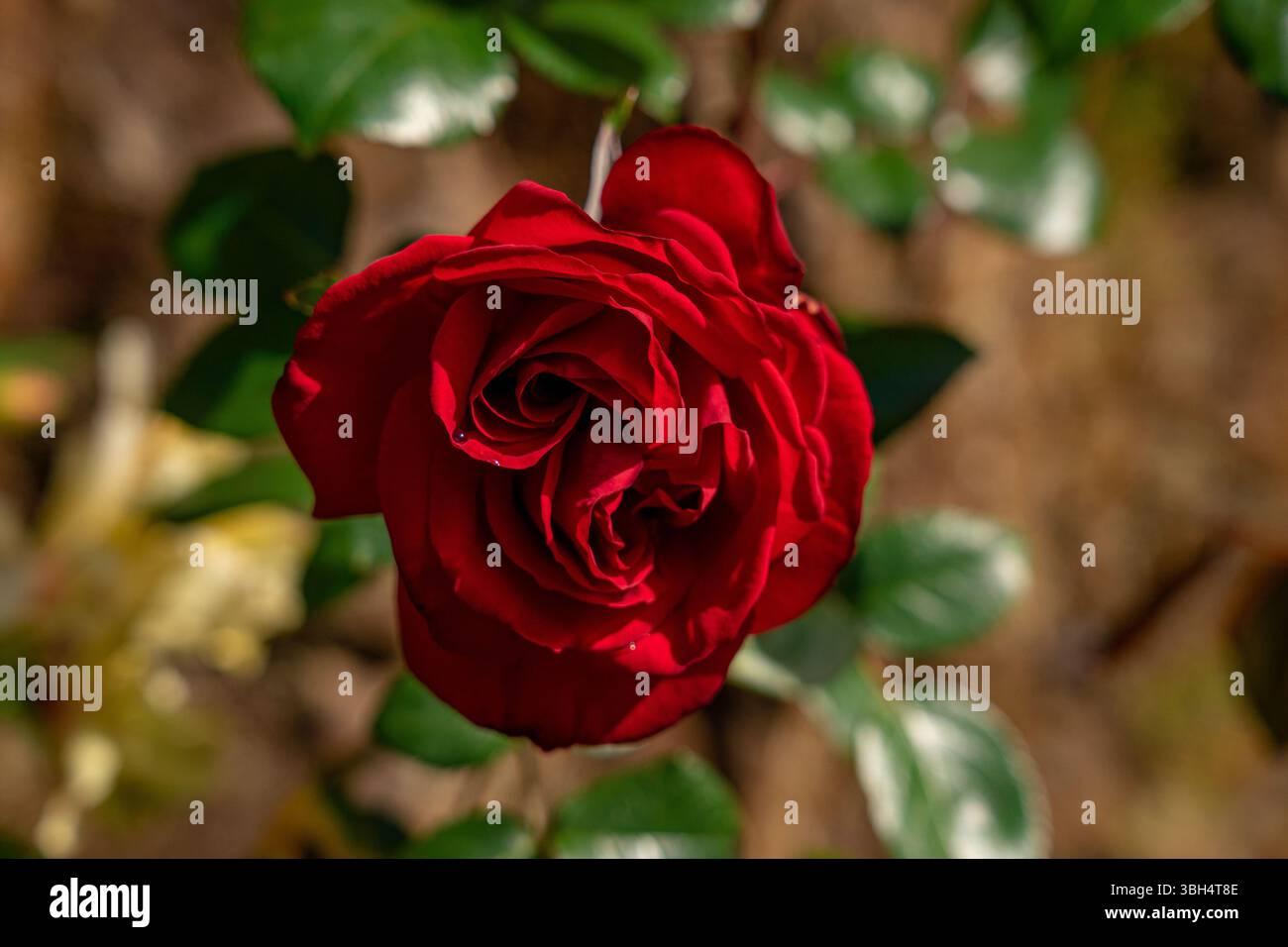 Kopf, intensiv rote Rosenbirne auf einem angenehmen und weichen grünen und braunen Hintergrund. Stockfoto