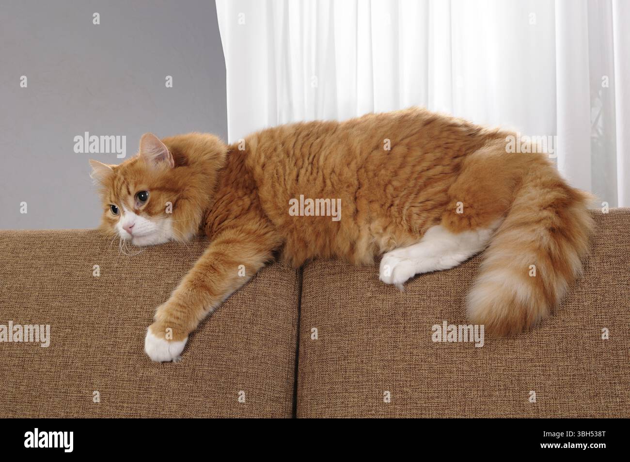 Eine Ingwerkatze liegt auf einem Sofakissen Stockfoto