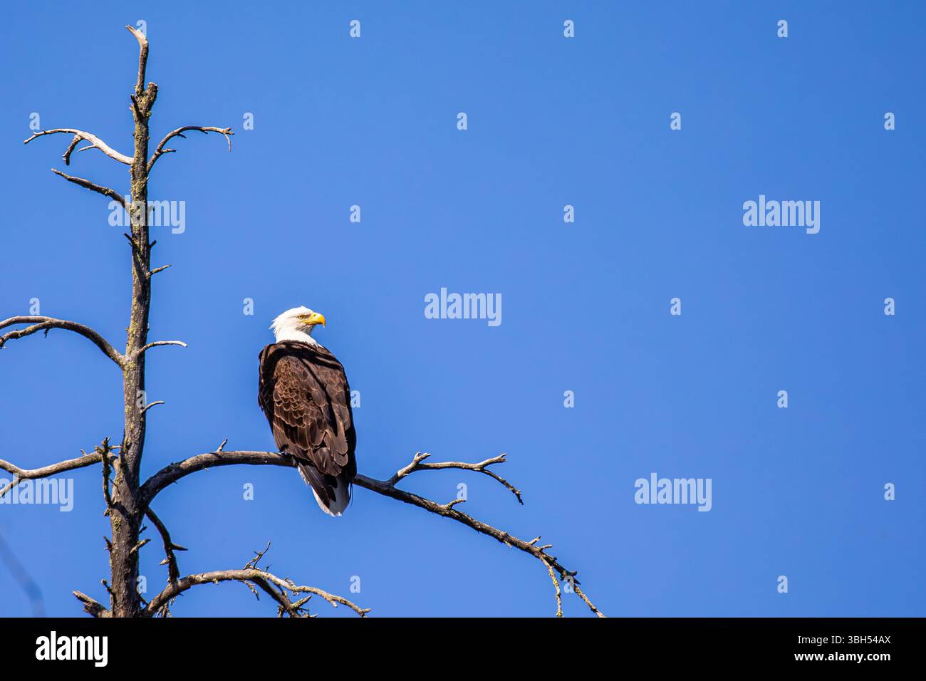Adulter Weißkopfseeadler (Haliaeetus leucocephalus), der auf einem Kiefernzweig in einem blauen Himmel thront, horizontal Stockfoto