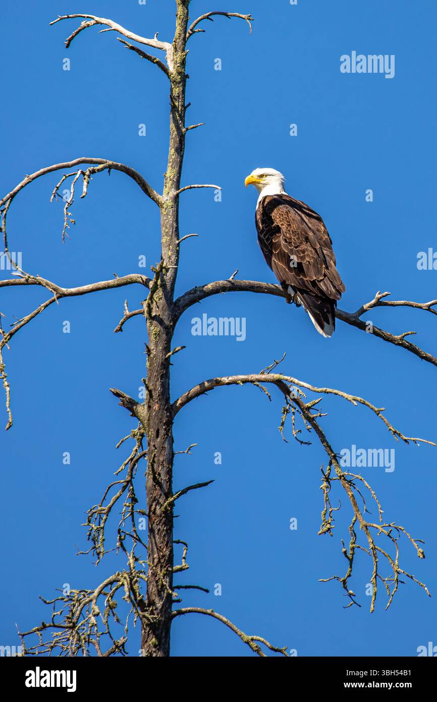 Adulter Weißkopfseeadler (Haliaeetus leucocephalus), der auf einem Kiefernzweig in einem blauen Himmel thront, vertikal Stockfoto
