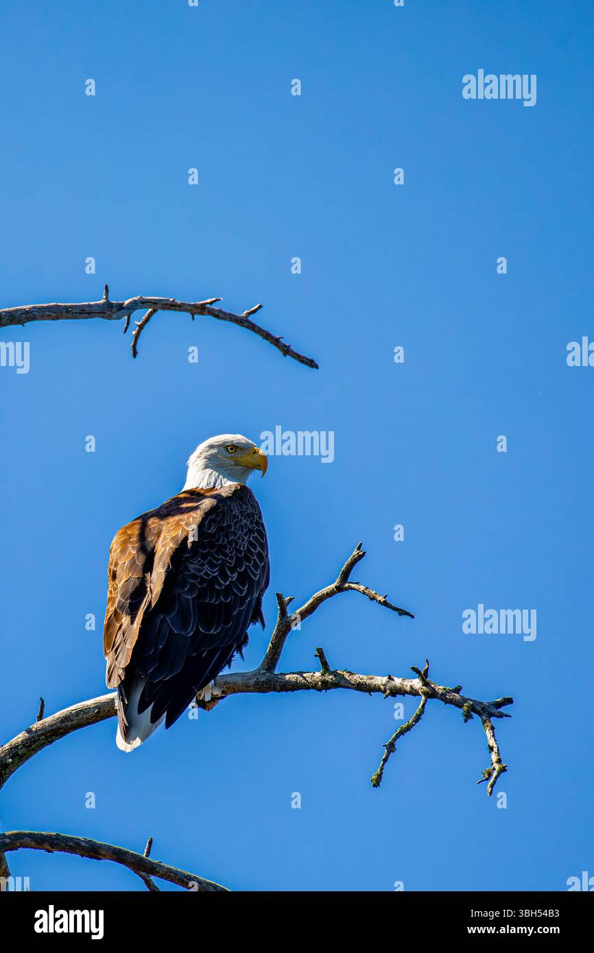 Adulter Weißkopfseeadler (Haliaeetus leucocephalus), der auf einem Kiefernzweig in einem blauen Himmel thront, vertikal Stockfoto