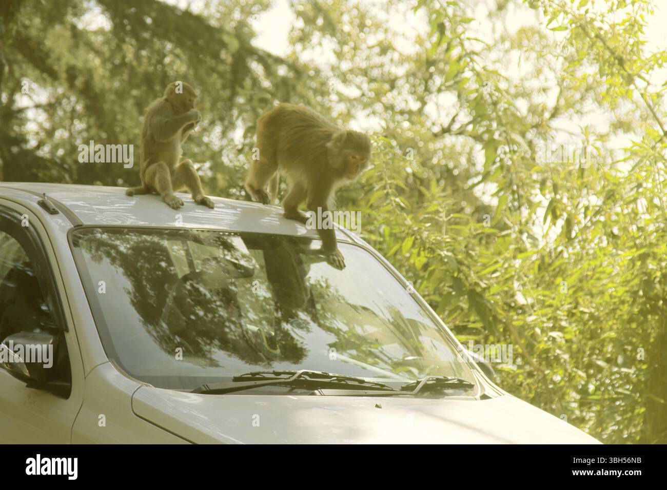 Makaken angreifenden Safari Touristen im Auto, um für Lebensmittel, indische Eindruck Reise, Auto reisen Foto zu betteln. Reisen Werbung Foto Stockfoto