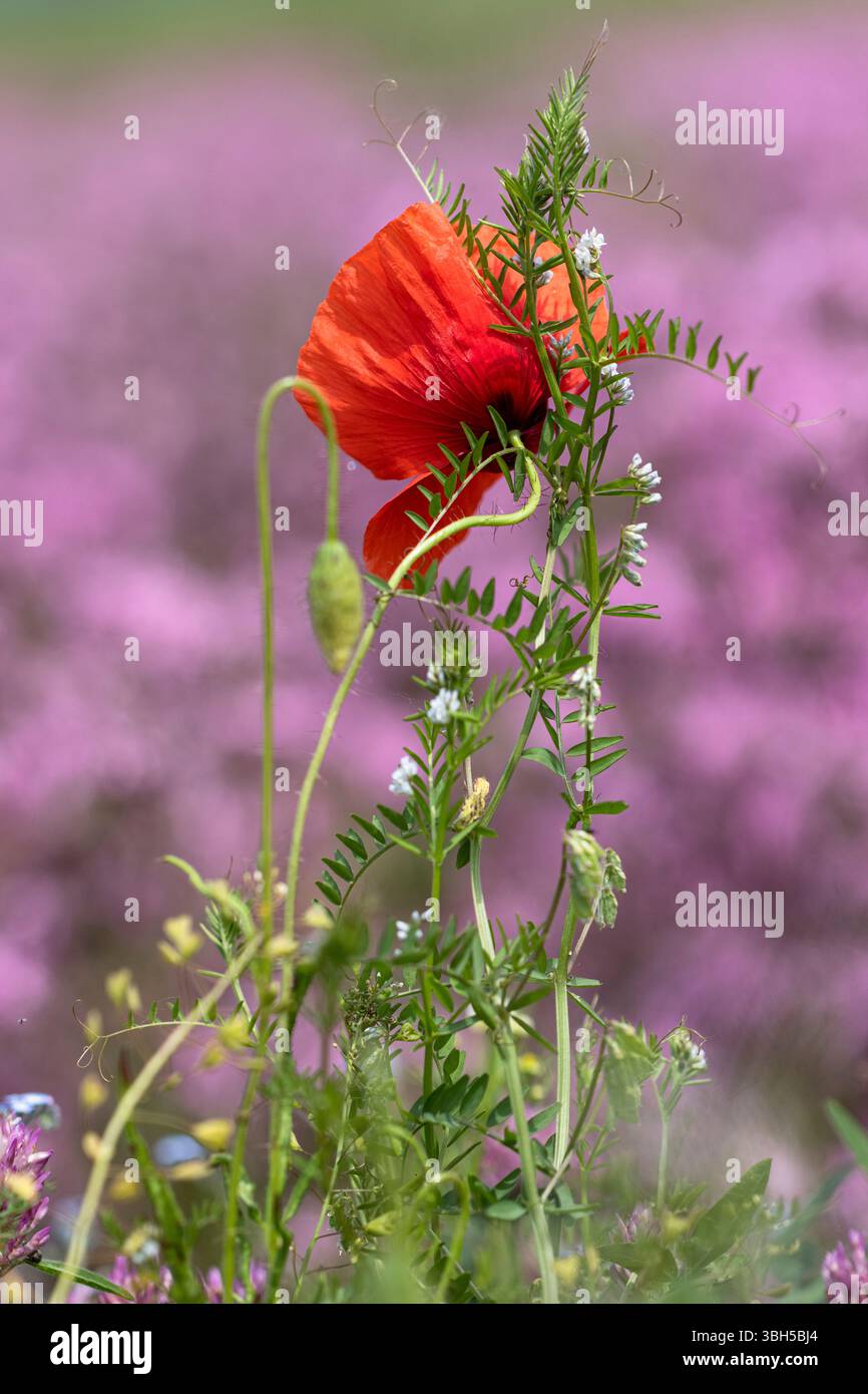 Ein roter Mohn liegt vor der hoch aufragenden haarigen Wicke vor einem verschwommenen Hintergrund aus rosa rumpelrotkehlchen. Stockfoto