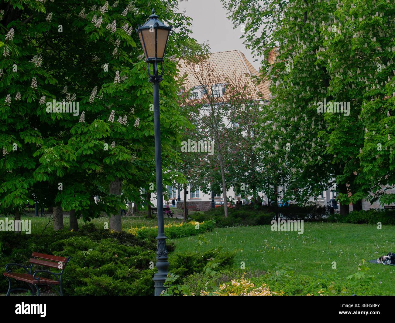 Ein Park mit einem Lampenpfosten und einer Bank. Der Park ist voller Bäume und Gras. Der Lampenstift ist schwarz und die Bank braun Stockfoto