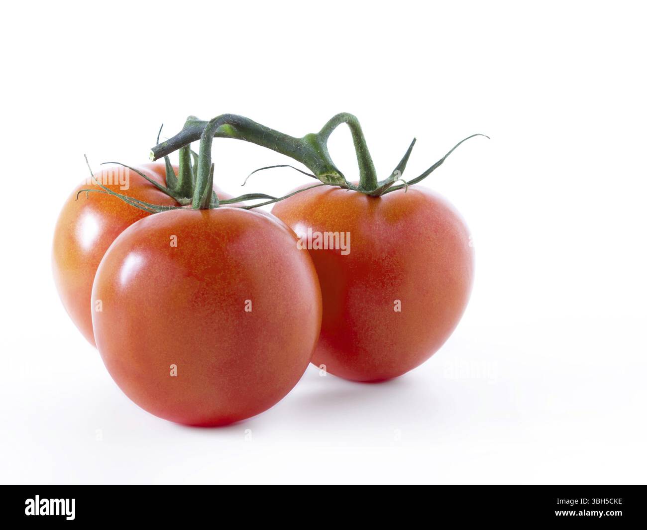 Tomaten, isoliert auf weißem Hintergrund. Kopierbereich Stockfoto