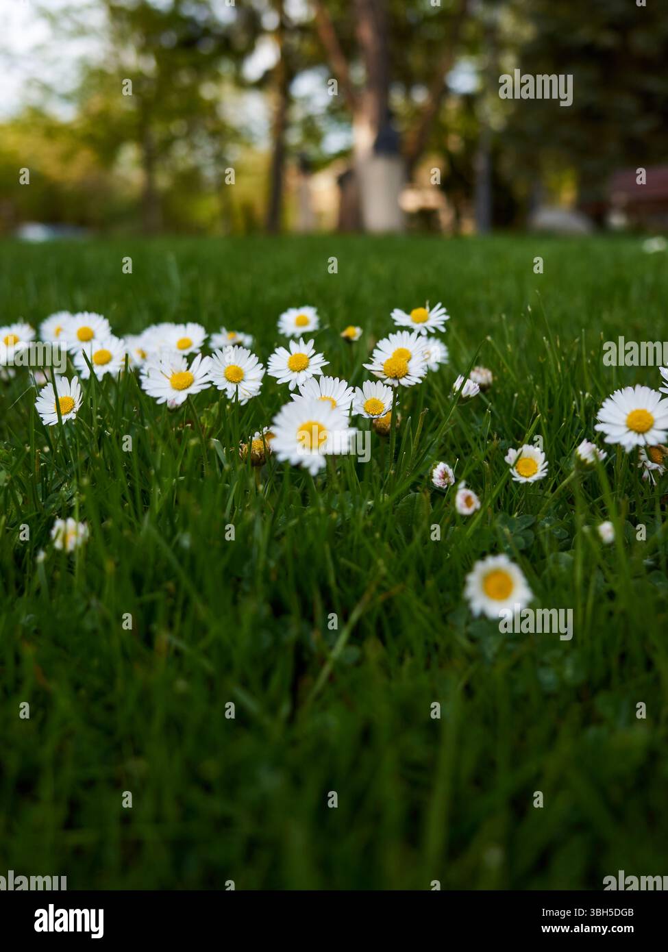 Ein Feld von weißen Gänseblümchen mit gelben Mittelpunkten. Das Feld ist üppig und grün, und die Blumen sind im Gras verstreut. Die Szene ist friedlich A Stockfoto