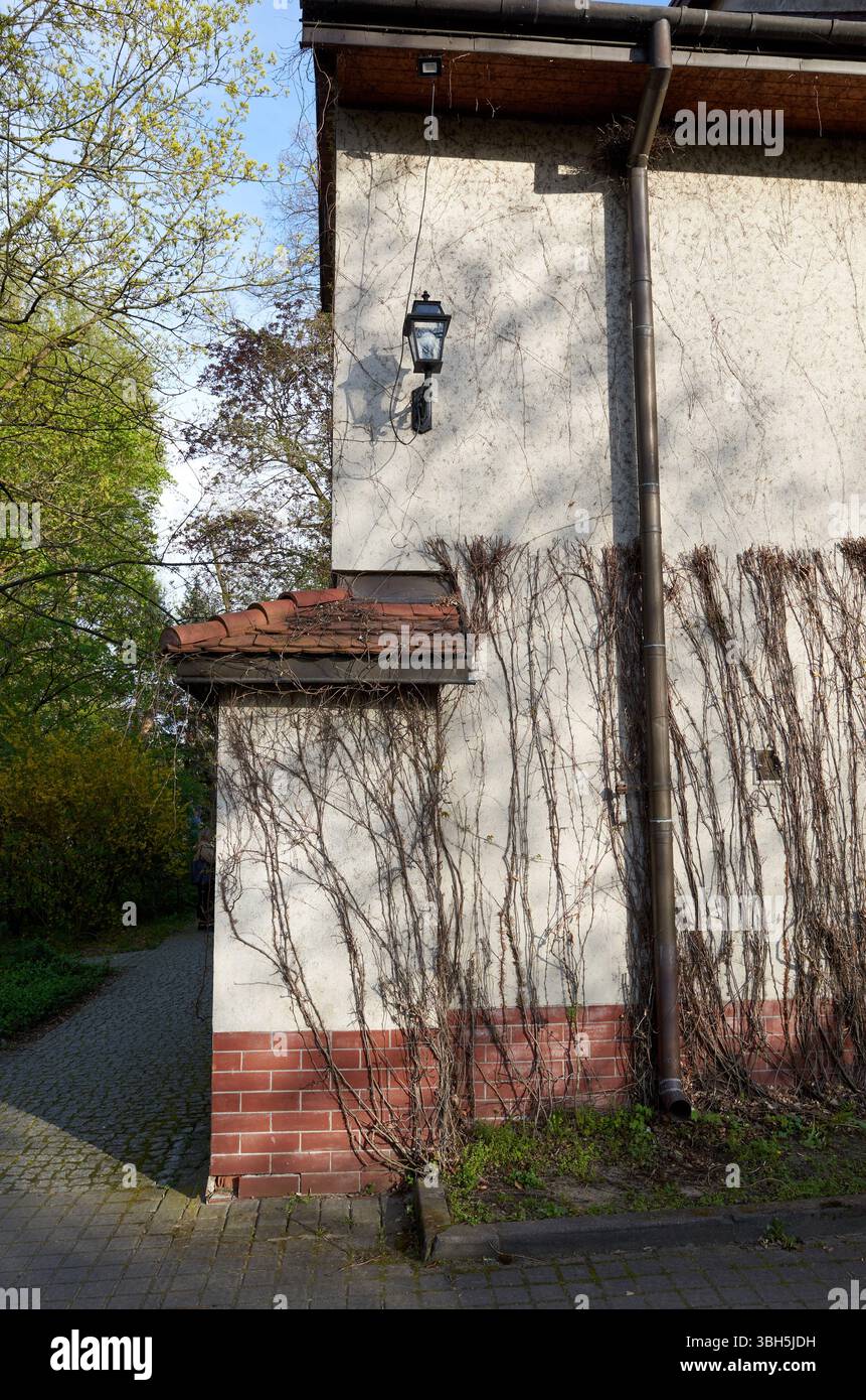 Ein Gebäude mit einer Ziegelmauer und einem grünen Busch, der an der Seite wächst. Das Gebäude hat ein Licht an der Seite Stockfoto