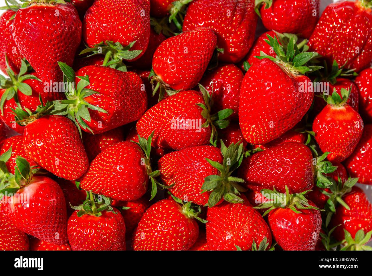 Frische, reife Erdbeeren in Nahaufnahme – Hintergrund mit leuchtenden roten Früchten Stockfoto