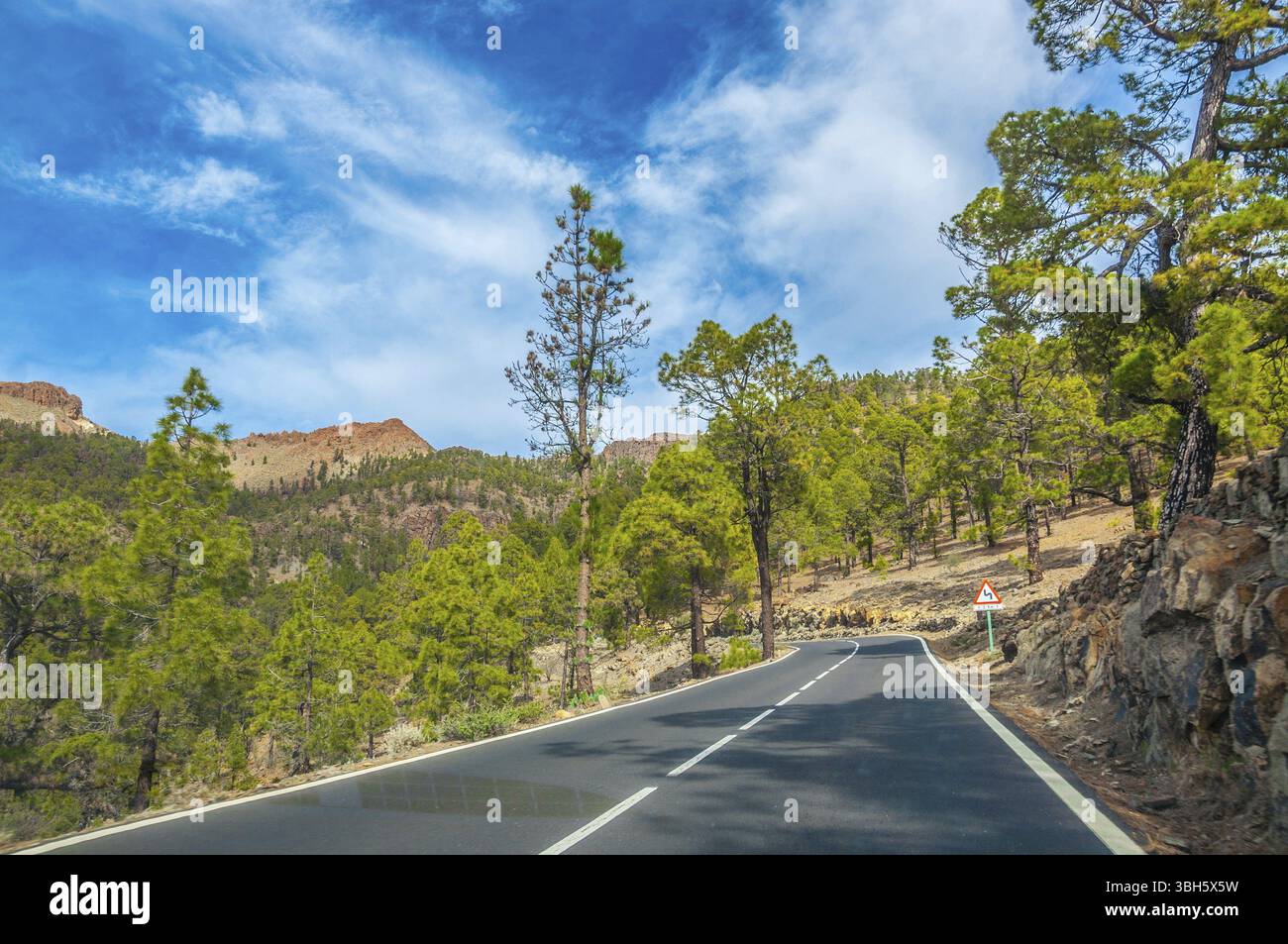 Straße entlang der kanarischen Kiefern im Naturpark Corona Forestal, Teneriffa, Kanarische Inseln Stockfoto