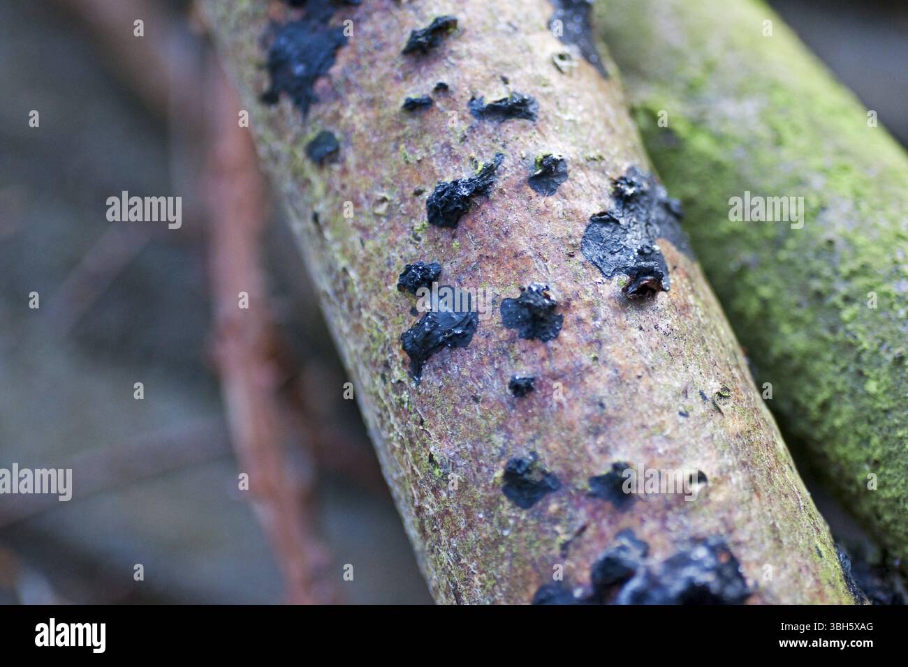 Warzen-Drüsen (Exidia glandulosa), totes Holz von Bergasche (Sorbus aucuparia), Hittfeld, Deutschland, Europa Stockfoto