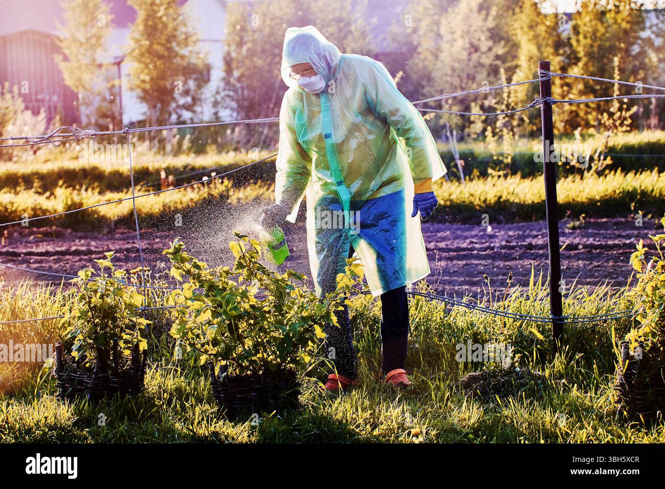 Gärtner mit Handschuhen Maske und Regenmantel Sprays Behandlung mit manuellem Sprühgerät mit Druckluft auf Pflanzen im offenen Außenbereich. Stockfoto