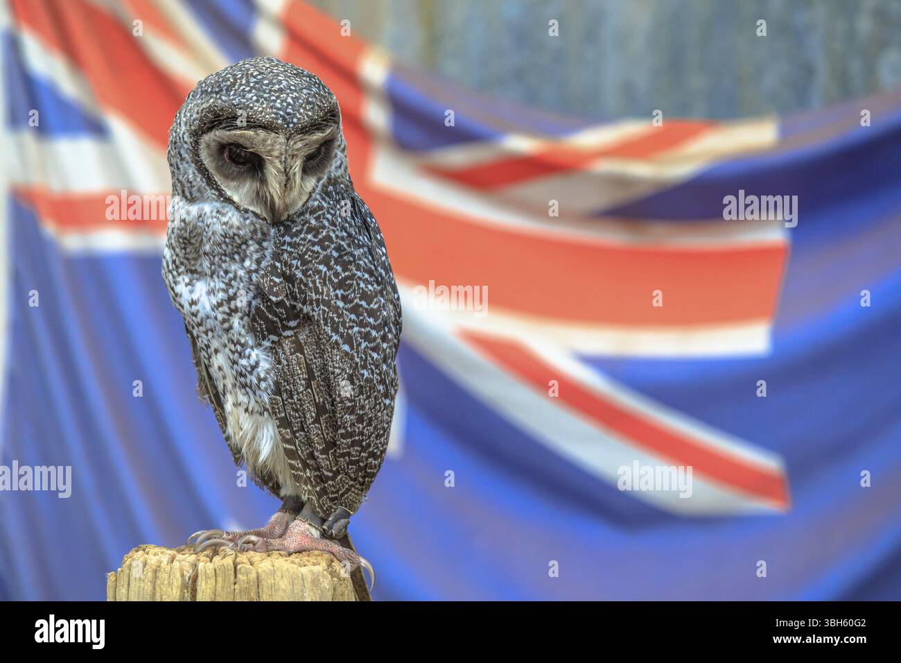 Porträt einer größeren Rußeule mit australischer Flagge auf verschwommenem Hintergrund. Whiteman in der Nähe von Perth in Western Australia. Kopierraum, Whiteman, Australien, Stockfoto